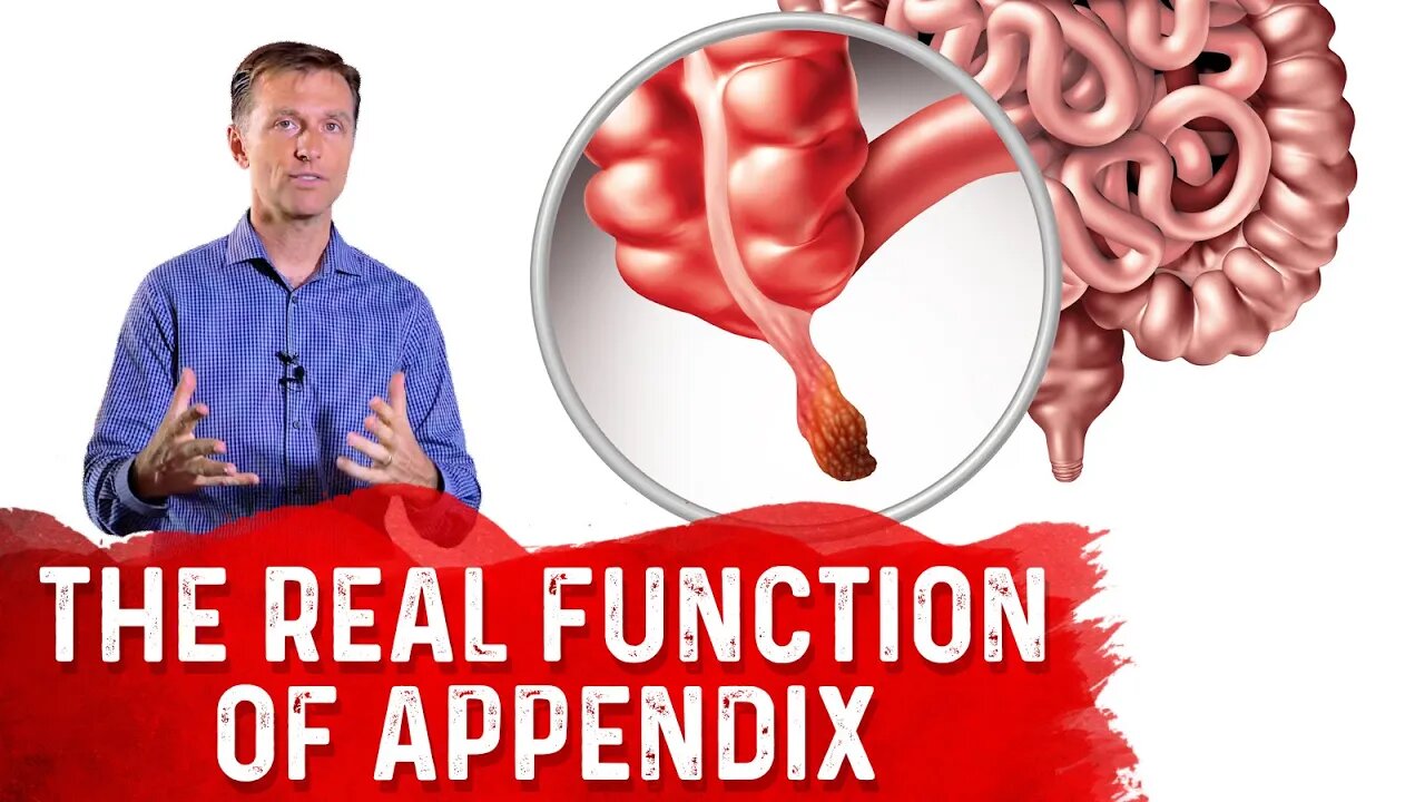 The REAL Function of Appendix – Dr. Berg