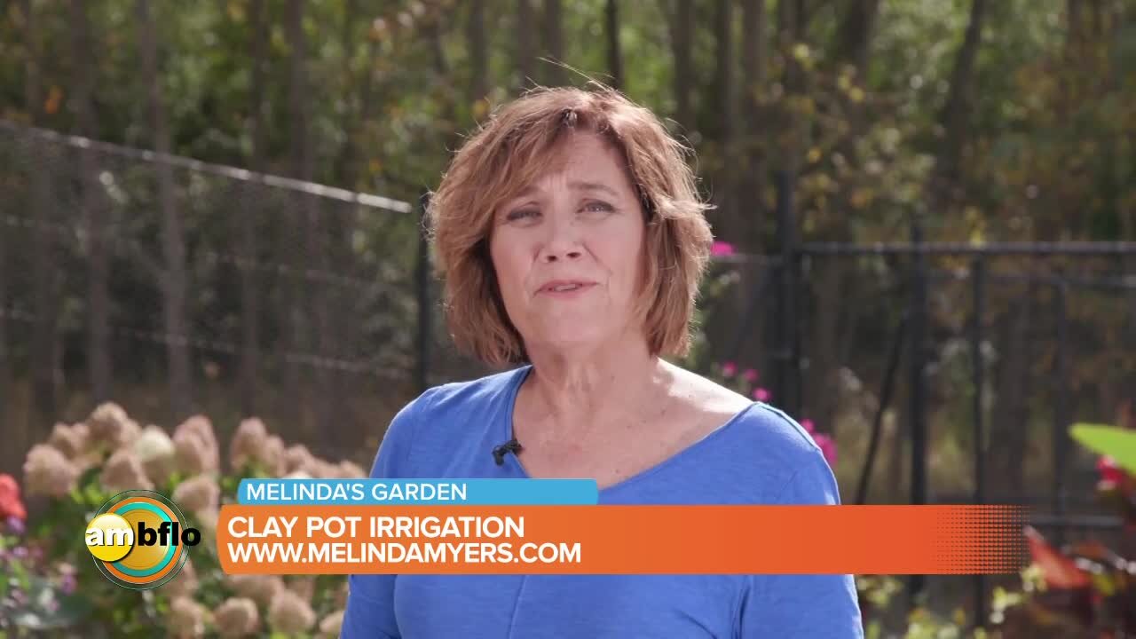 Clay Pot Irigation