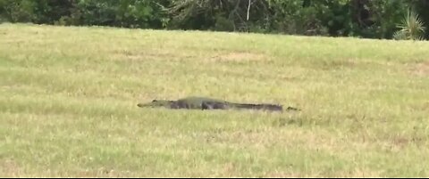 Alligator spotted near Space-x launch site