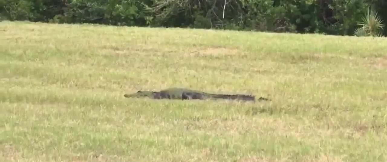 Alligator spotted near Space-x launch site