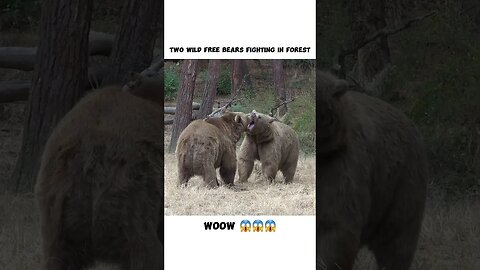 Two Wild Free Bears Fighting In Forest