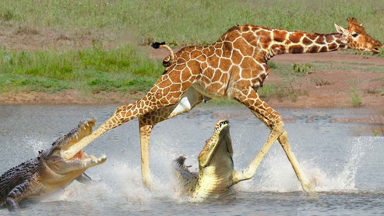 Giraffe Trying To Escape The Trocodile - Giraffe Across The River Confronting The Crocodile