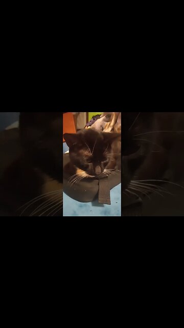 I Has Kitty #shorts #shortsvideo #shortsfeed #youtubeshorts #catvideos #cat