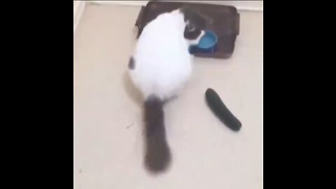 🐈 cat vs cucumber 🥒 funny video