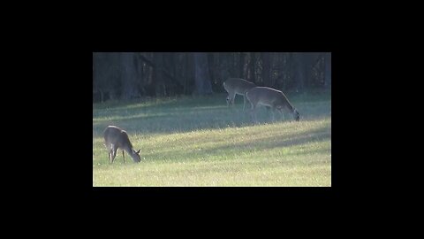 Deer in the Field