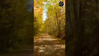 Fall Foliage (right now!) #shorts 2022 New Hampshire Rail Trail, Cycling Through a Tunnel of Leaves!