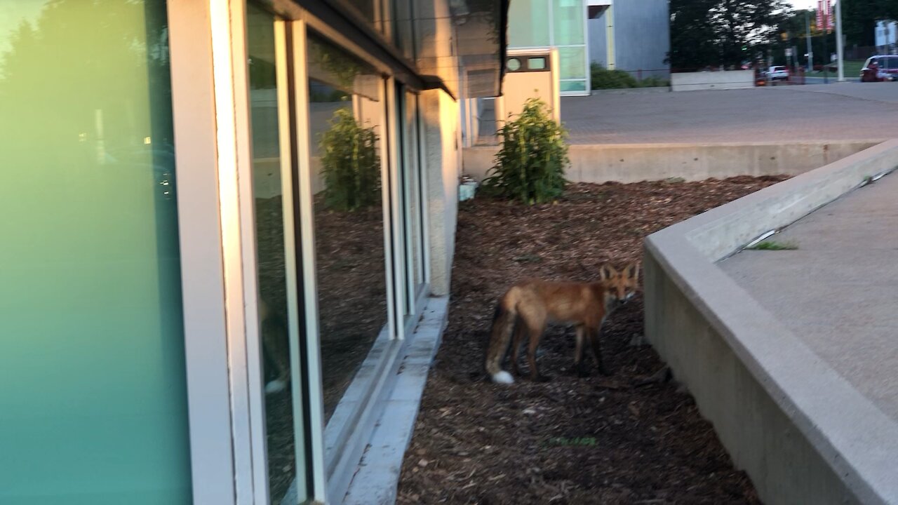 Fox at Seneca College - Toronto