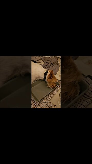 Manual powered doggy dishwasher 🐶 🍽 #jackrussell #dishwashers #manual #dogsofyoutube #dogs #cute