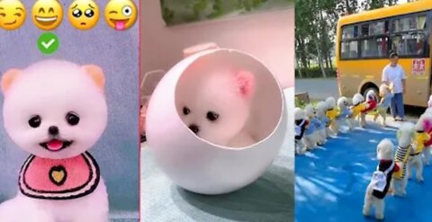 Funny and cute dogs 😇😇😇..Funny moments of a cute dogs🙃🙃🙃