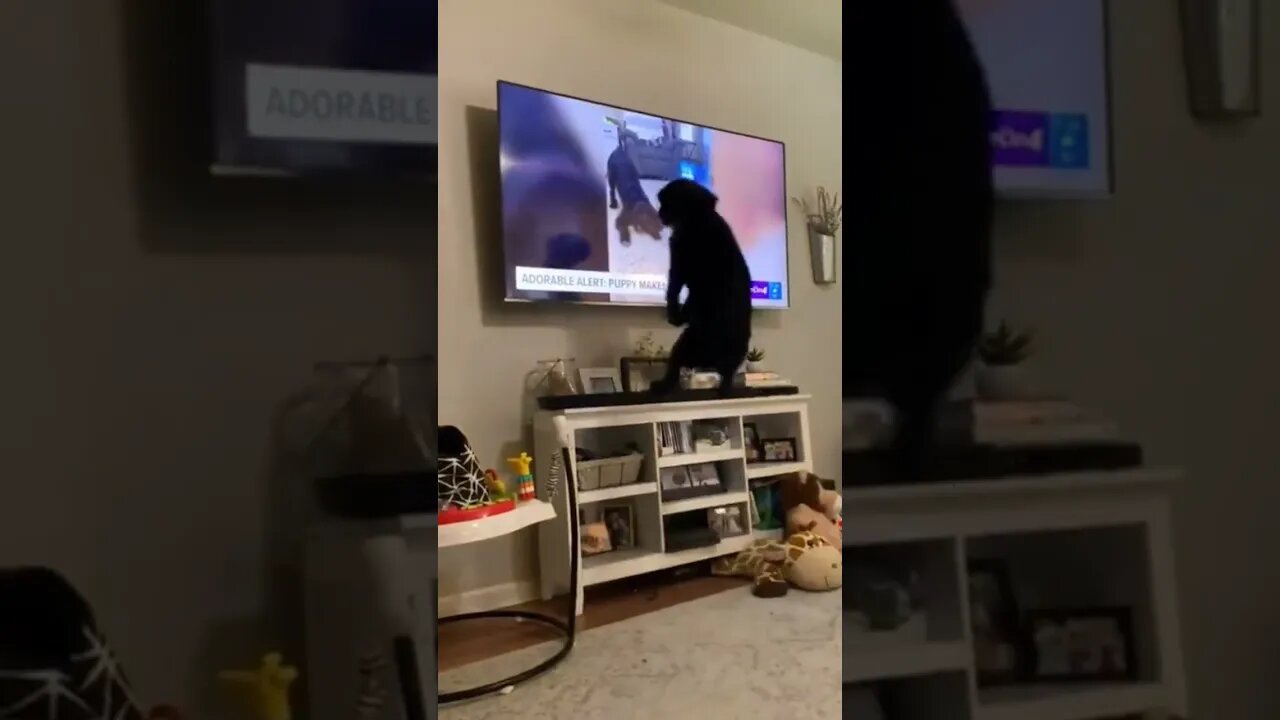 Dog jumps for joy when he recognizes himself on TV