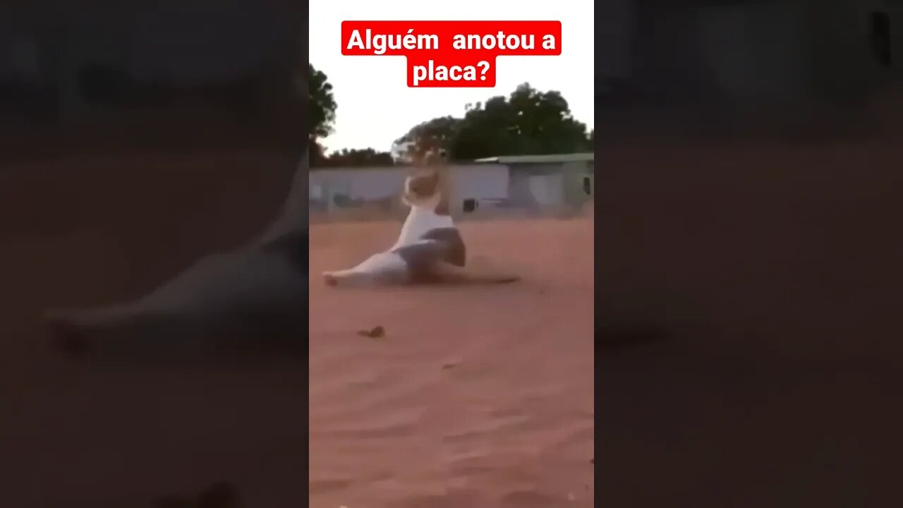 acidente felino