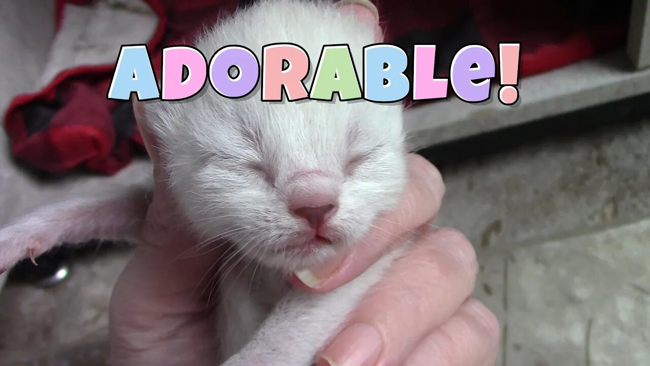 Misha's 3 Day Old Kittens! 😻