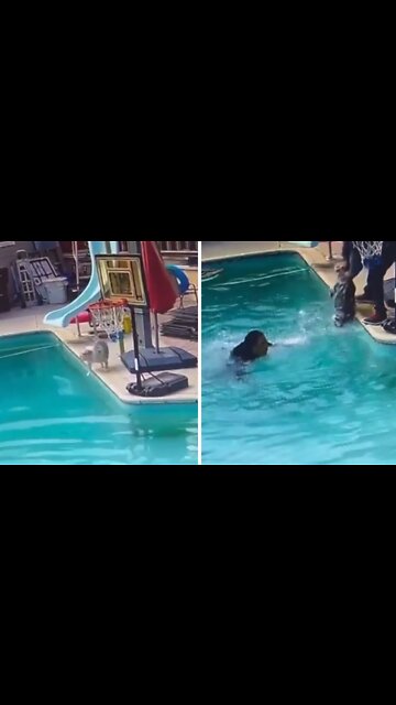 Man jumps fully dressed into pool to save drowning dogs