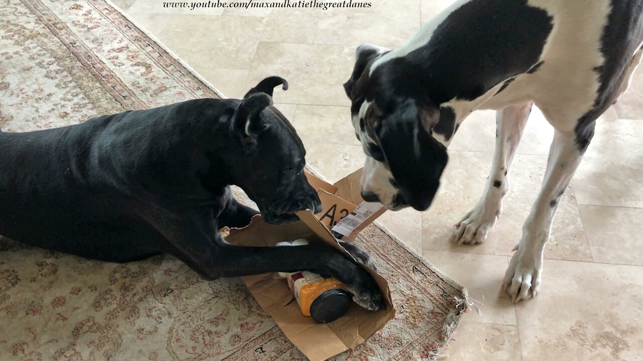 Clever Great Dane demonstrates how to open a package