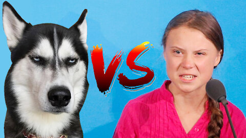 Greta VS Dog