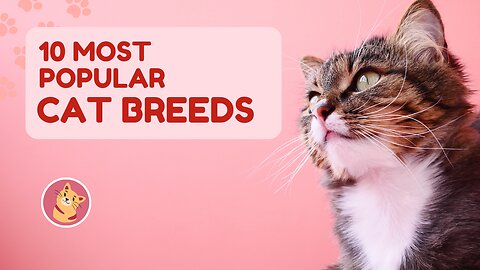 "FELINE FABULOUS: Discover the Top 10 Most Popular Cat Breeds – You Won't Believe #4! 😻✨"