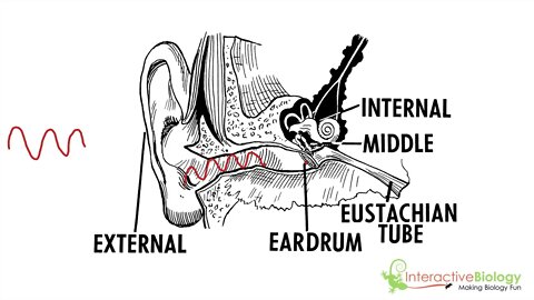 036 An Overview of the Mechanism of Hearing