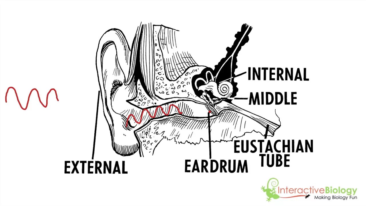 036 An Overview of the Mechanism of Hearing