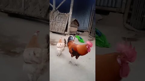 my chicken || funny video ||#shorts #shortsvideo #trending #birds #short (@queenandqueen