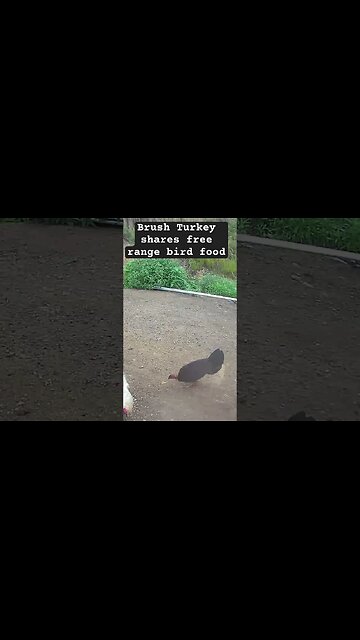 Wild brush turkey shares free range bird food