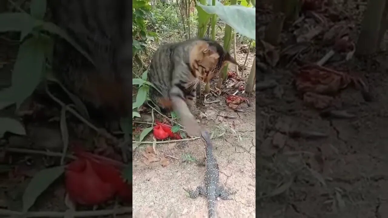 Kucing vs biawak