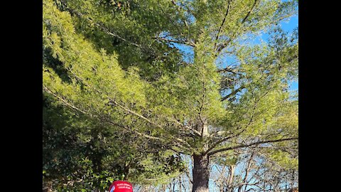 LIBERTY TREES ARE BACK