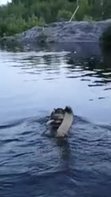 Un surveillant castor