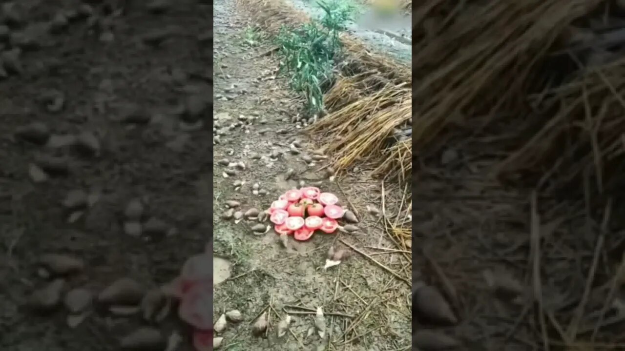 Tomate de Almoço para o Caracóis 😋🥰🐌 #shorts