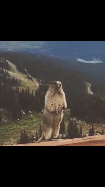 Latest Dan Scavino Release