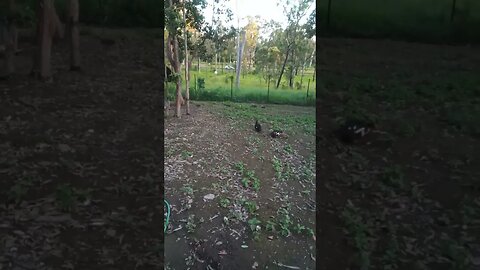 5 wild ducks in the paddock with the Muscovy's