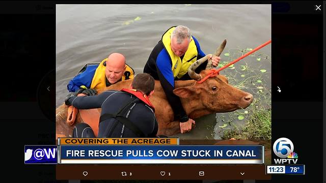 Firefighters rescue cow stuck in a canal in Loxahatchee