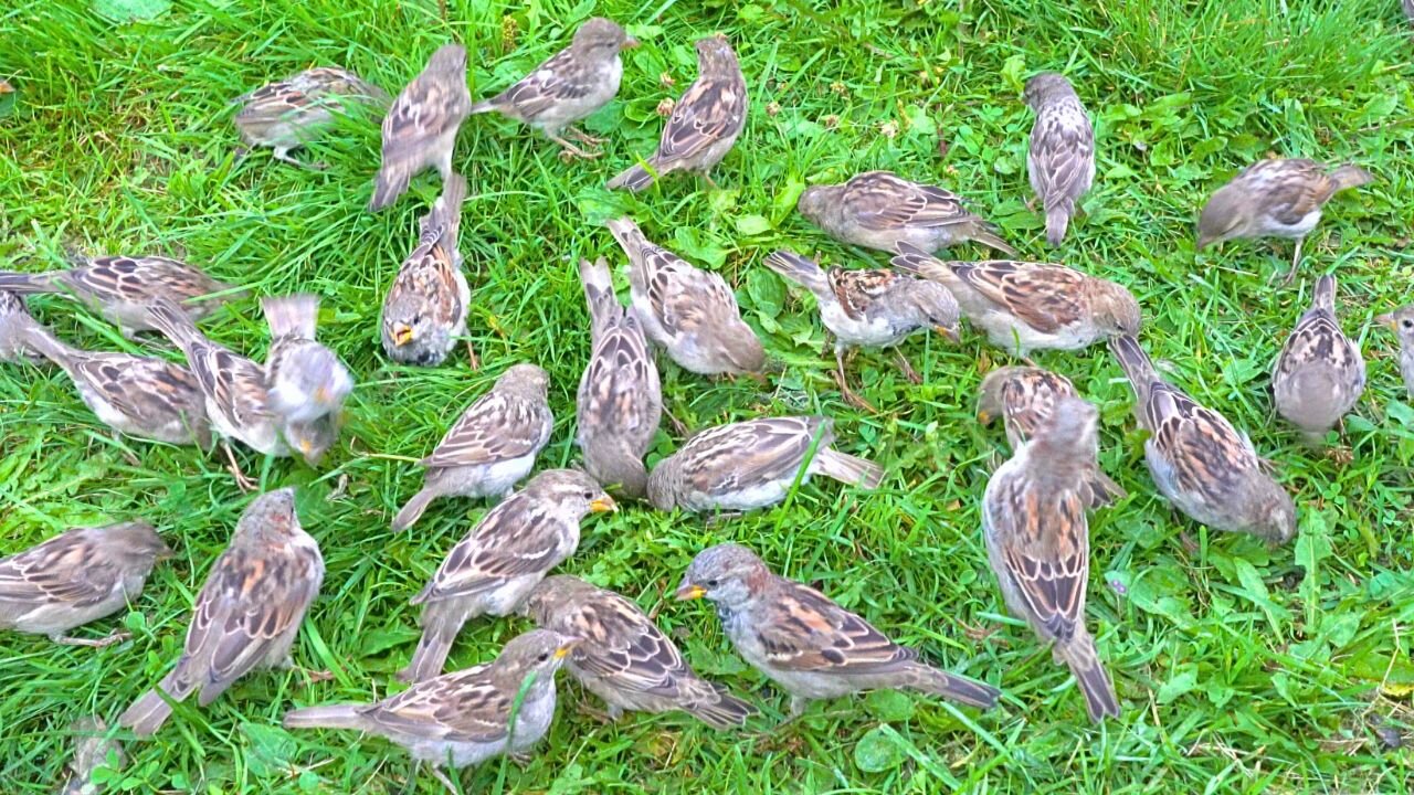 Chirping and Chattering House Sparrows on Green Grass