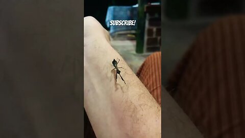 Tiny Jungle Friends (Baby Mantis and Gecko) #shorts #cute #babyanimals