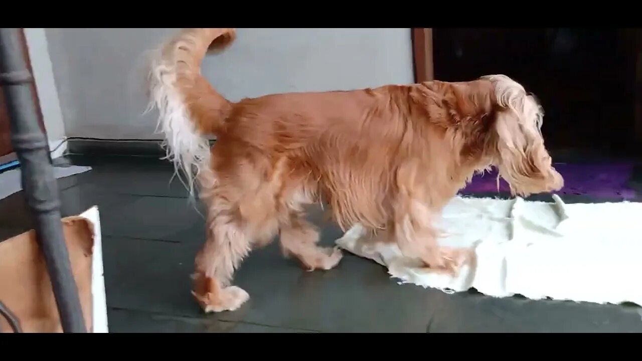 #dogshow , #animals , #dogs