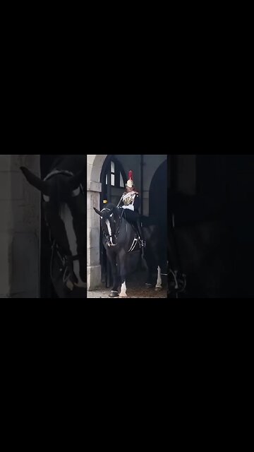 Tourist soon back off when horse is spooked #horseguardsparade