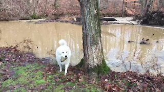 Dog collects sticks & stones for art project