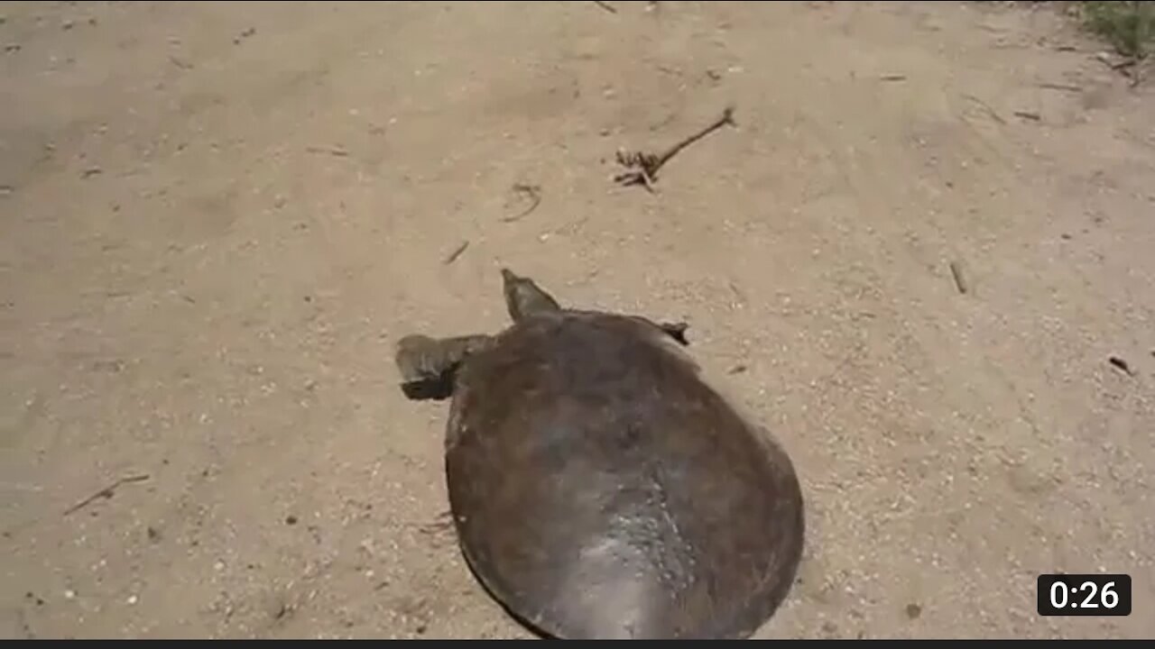 SUPER FAST TURTLE 🐢