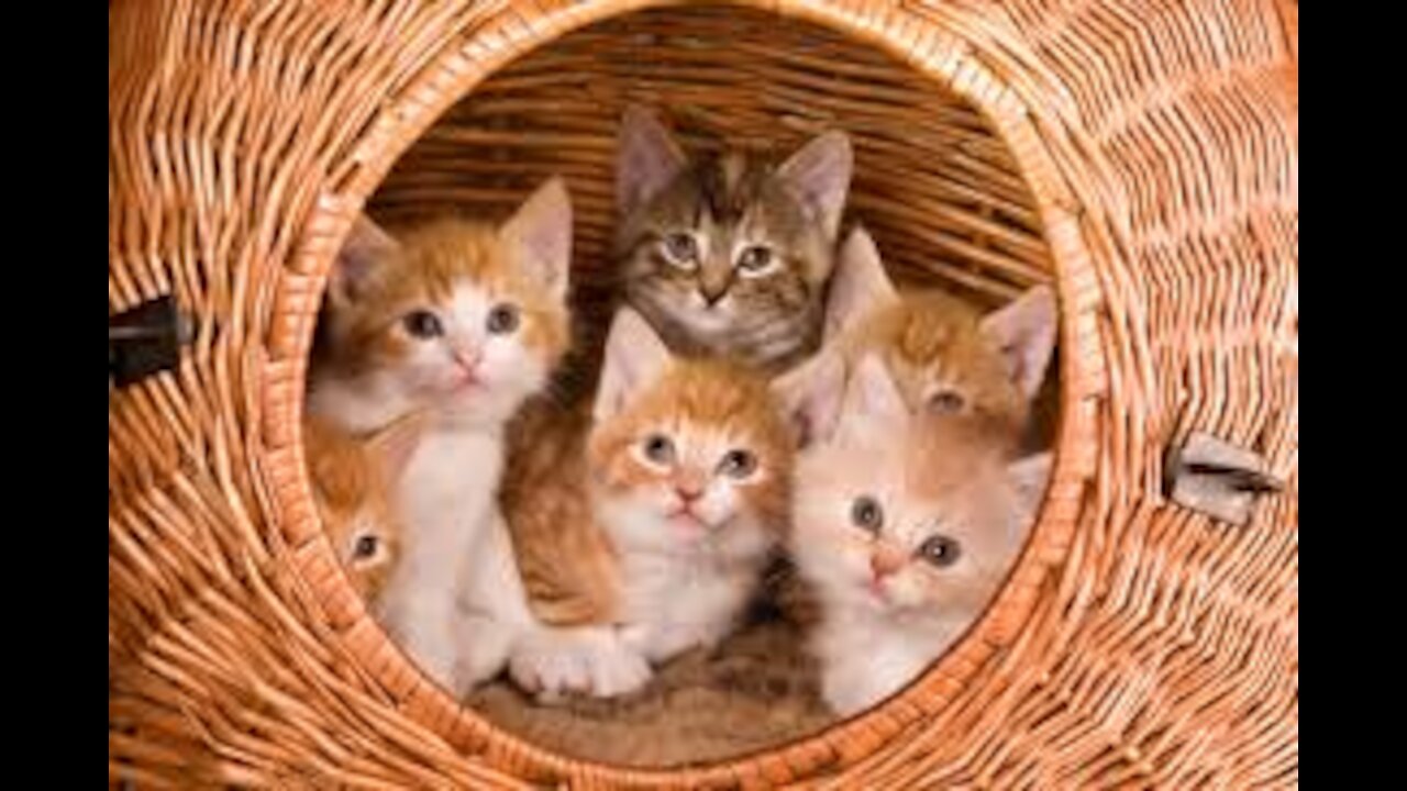 Fun kittens and pets, funny pets, cute and beautiful kittens (2021)