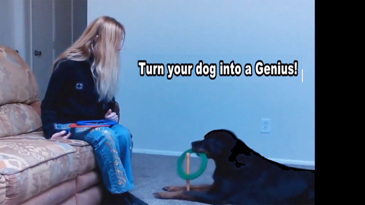 Funny Dogs Training Video🐕 👨‍🔬Turn your dog into a Genius🐶