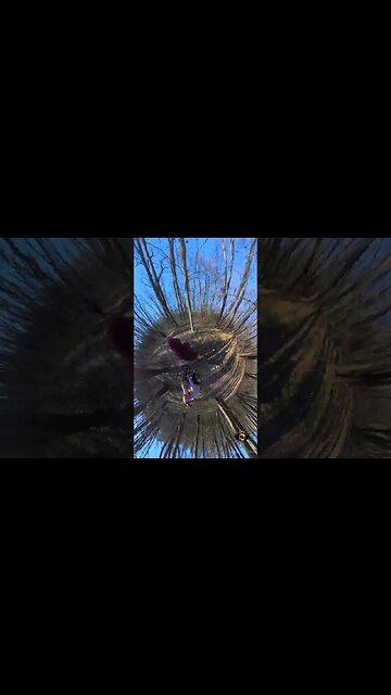 COMANA Forest winter ride, Giurgiu | #shorts #short | 🇷🇴