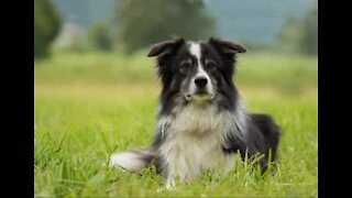 Ce chien fait tous les États-Unis en chaise roulante