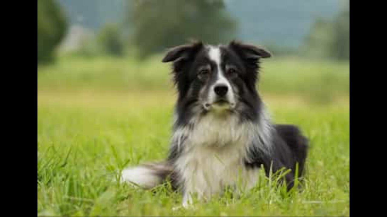 Ce chien fait tous les États-Unis en chaise roulante