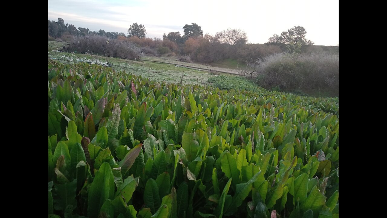 Nature Algéria