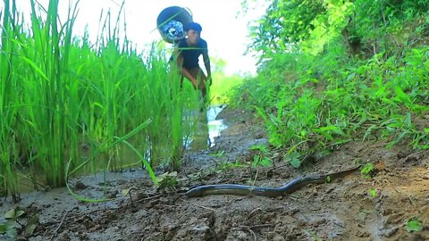 Catch a lot of eels in the ground | cook ells with peppers for eat in forest-Eating delicious-8