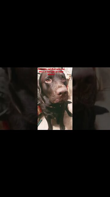 #Labrador wants to play tonight! #shorts #shortsvideo