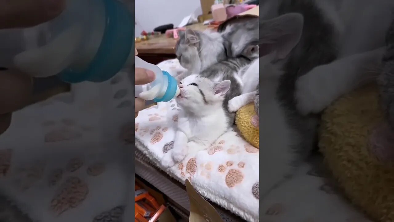 Cat eats milk #shorts #youtubeshorts #cat