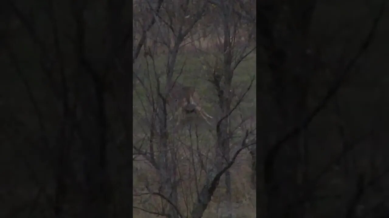 This buck is ANGRY #shorts #deerhunting #deer #bigbucks