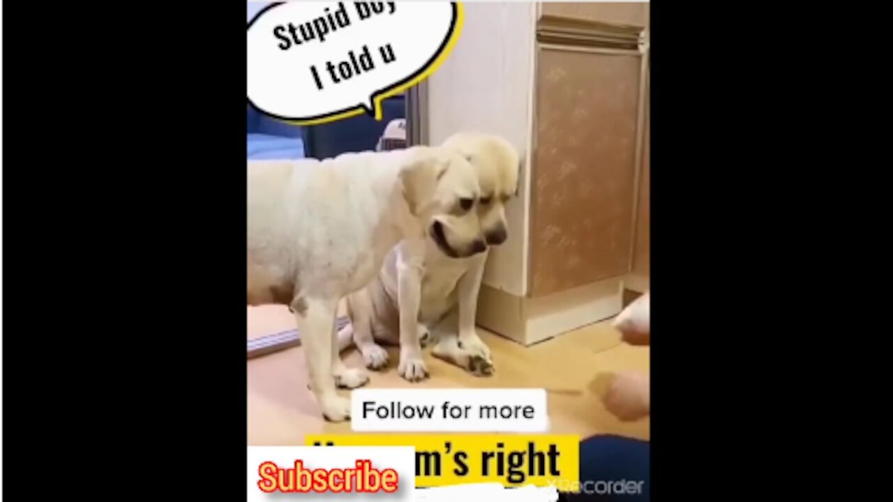 Funny Dogs