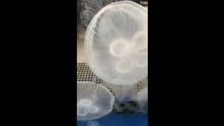 Jelly Fish