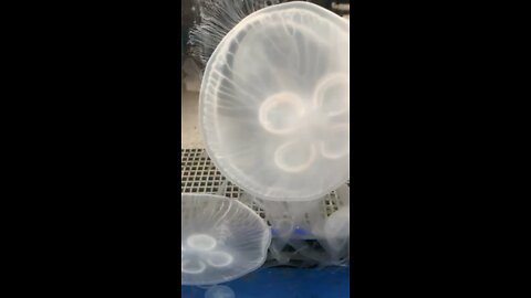 Jelly Fish